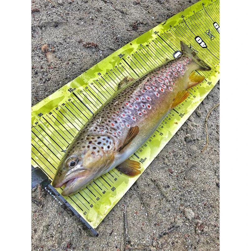 TOISE FISHXPLORER STREETFISHER – Image 7