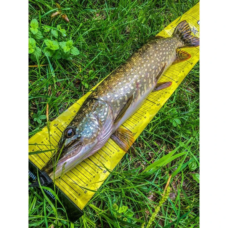 TOISE FISHXPLORER STREETFISHER – Image 9